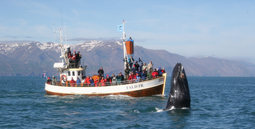 'Whale watching' Image source: Wildlife Iceland