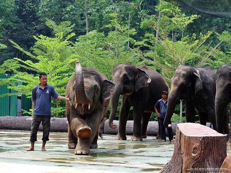 kuala-gandah-elephant-sanctuary