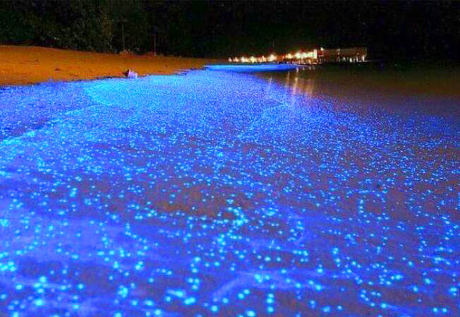 Miri Tusan Beach Is A Stunning Neon Blue Colour Due To Algae Presence