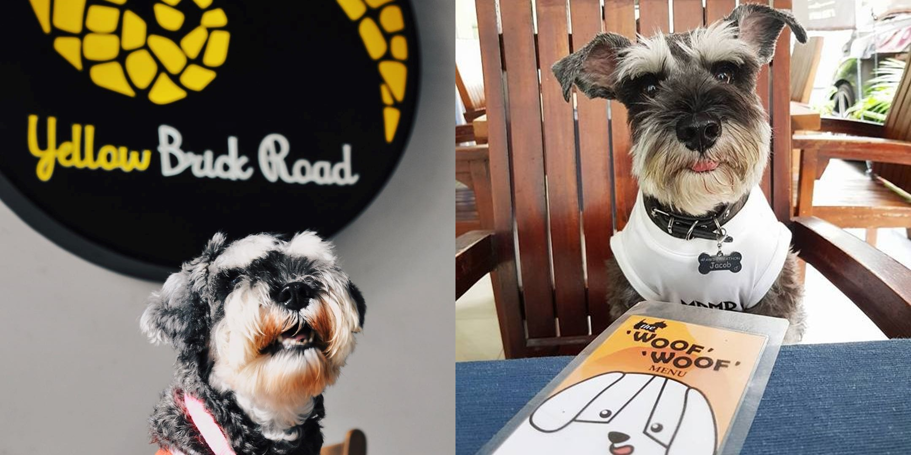 Best Cafes Bars And Restaurants In KL That Are Pet Friendly best-cafes-bars-and-restaurants-in-kl-that-are-pet-friendly