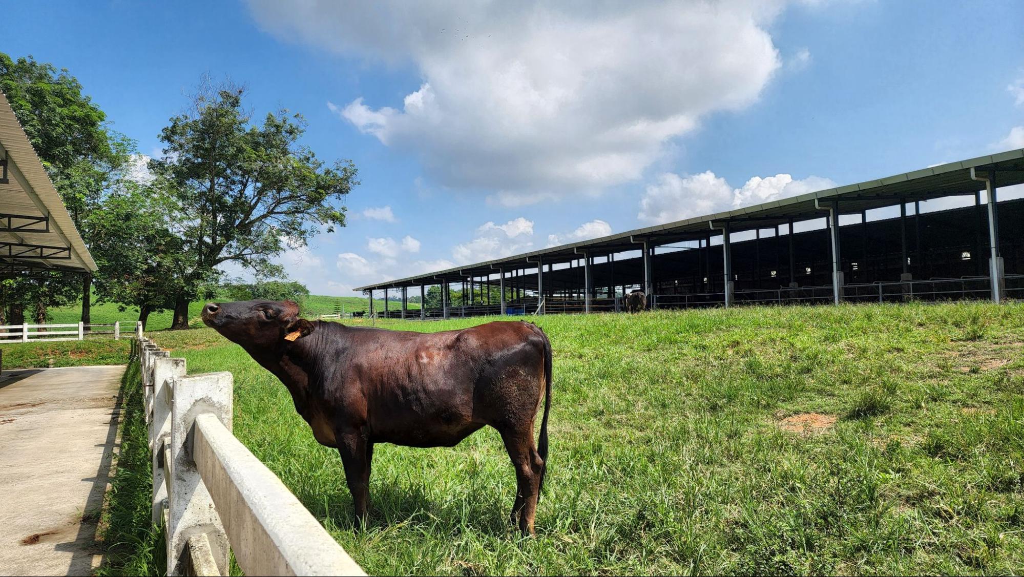 Review of The Acre by Farm Fresh @ UPM farm tour, food, animal displays